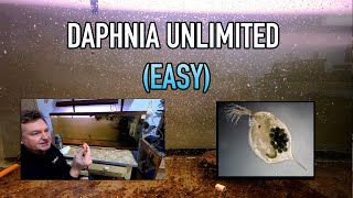 How I Raise Daphnia Water Fleas And You Can Too [upl. by Olihs999]