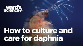 Caring and Culturing for Daphnia [upl. by Eneroc783]