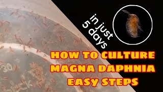 How to Culture Magna Daphnia Easily [upl. by Loggia612]