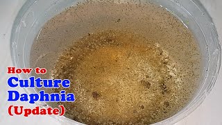 How to Culture Daphnia Update with ZERO Cost  Unlimited Live Food for Our Fish [upl. by Maurili927]