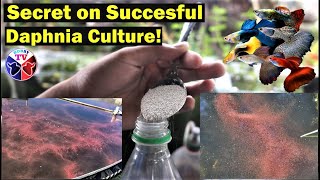 How to Culture Daphnia Successfully [upl. by Enomar]