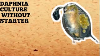 HOW TO CULTURE DAPHNIA NATURALLY WITHOUT A STARTER [upl. by Allsopp482]