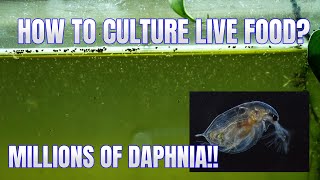 How to Culture Daphnia Secret Method to Breed MILLIONS  Simply Aquatic [upl. by Annahsirhc610]