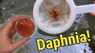 How I Culture Daphnia In Outdoor Tubs [upl. by Llemhar]