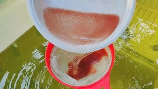 How to culture daphnia  Daphnia culture  How to grow daphnia outdoor [upl. by Ezitram]