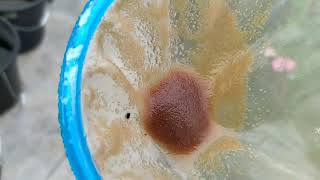 How to culture daphnia moina in a small container Part 1 English Subtitle [upl. by Aryek400]