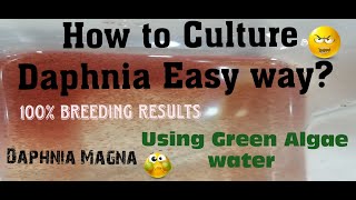 Daphnia MagnaHow to Culture Daphnia Easy wayCulturing Daphnia using Green water Daphnia [upl. by Hamal]