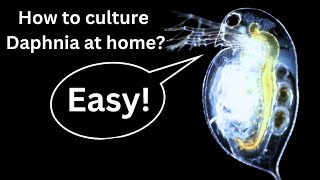 BEST Live Fish Food Beginner guide How to Culture Daphnia at home [upl. by Nayhr]