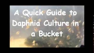 How to culture daphnia outside [upl. by Attenrad]