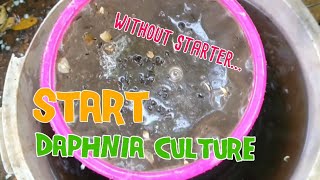 How to culture daphnia moina the easy way 1  Starting the Daphnia culture [upl. by Gualtiero117]