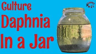 How to Culture Daphnia in a Jar [upl. by Onaivatco]