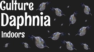 How to Culture Daphnia [upl. by Onfroi813]