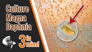 How to culture DAPHNIA MAGNA  The easy way [upl. by Eanal647]