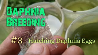 Daphnia Culture made simple and easy 3  Hatching Daphnia eggs [upl. by Eirrol]