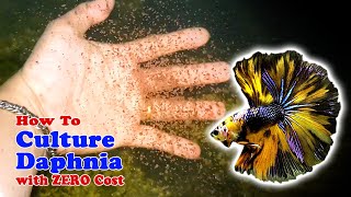 How to Culture Daphnia with ZERO Cost  Unlimited Live Food For Our Fish [upl. by Harragan489]