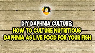 DIY Daphnia Culture How to Culture Nutritious Daphnia as Live Food for Your Fish [upl. by Leitman]