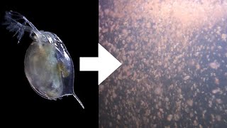 How I Culture Daphnia [upl. by Gisela]