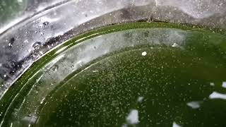 DAPHNIA MOINA CULTURE IN A SMALL BUCKET [upl. by Faith]