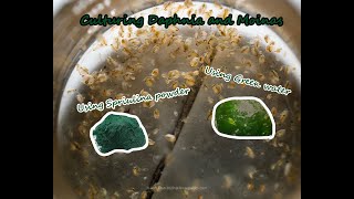 How To Culture Daphnia and Moinas using Green Water Spirulina powder [upl. by Higginbotham]