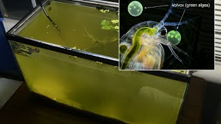 Raising Daphnia for the Freshwater Aquarium [upl. by Soma]