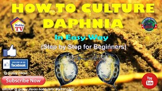 HOW TO CULTURE DAPHNIA In Easy Way [upl. by Maurizio]